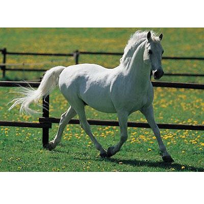 17.Cheval