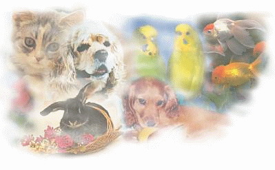 13.animal