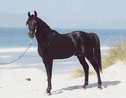 cheval
